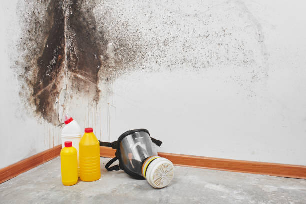Best Mold Remediation  in Quincy, MI