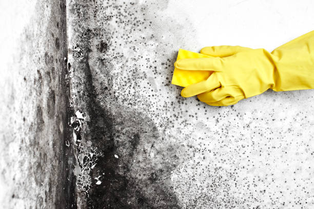 Best Local Mold Removal Service  in Quincy, MI