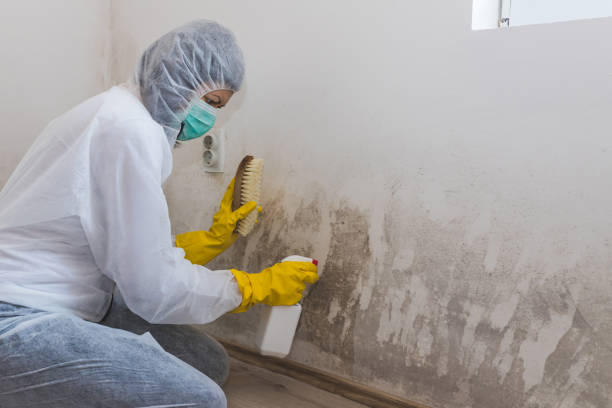 Best Toxic Mold Removal  in Quincy, MI
