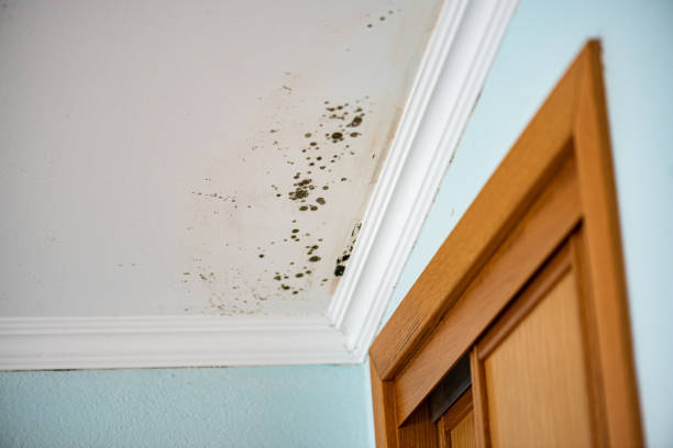 Best Water Damage Restoration  in Quincy, MI