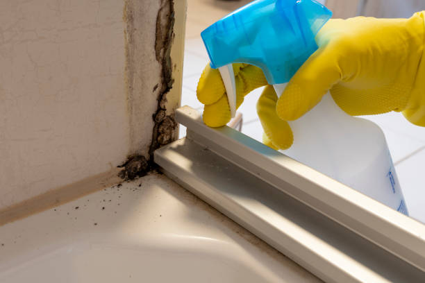 Quincy, MI Mold Removal Company