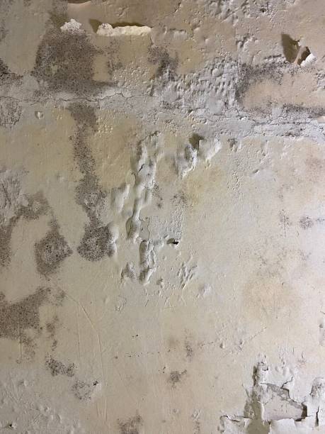 Mold Testing and Removal in Quincy, MI
