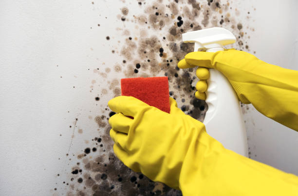 Best Black Mold Removal  in Quincy, MI