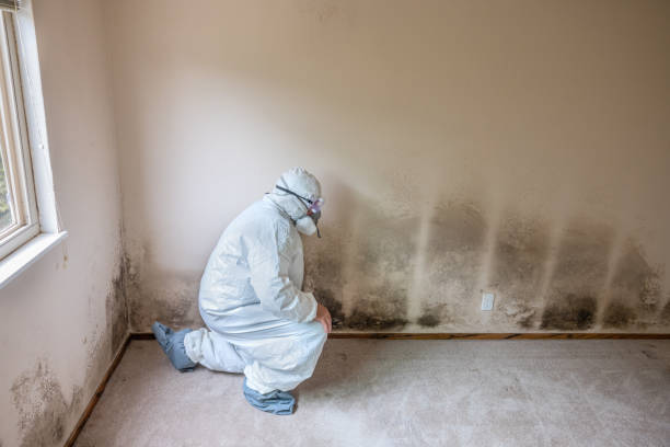Best Mold Testing and Removal  in Quincy, MI