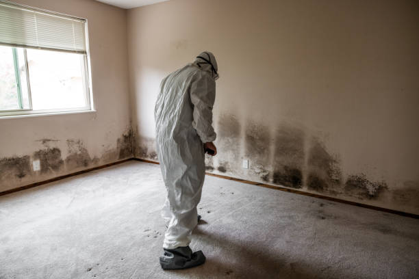 Best Crawl Space Mold Removal  in Quincy, MI