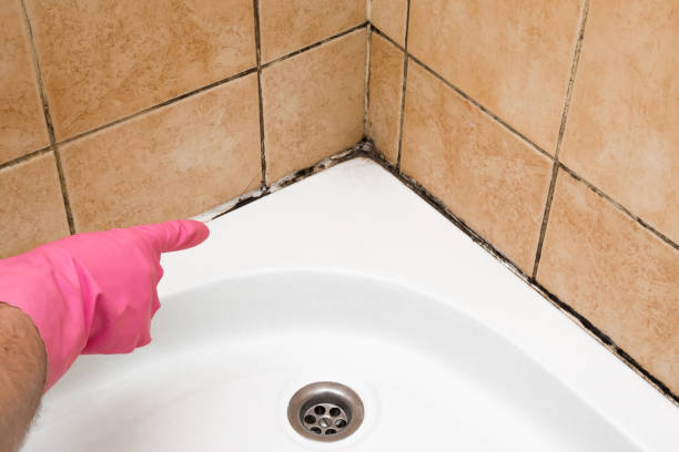 Best Black Mold Removal  in Quincy, MI